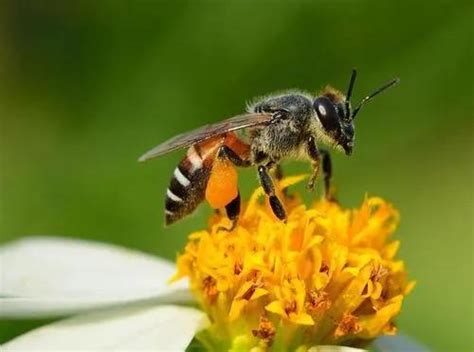 蜜蜂代表哪些人-最新蜜蜂代表哪些人整理解答-全查网