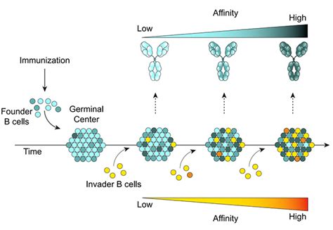 【Cell reports】研究揭示了T-bet在病毒感染后辅助性滤泡T细胞分化和生发中心功能中的关键作用_of