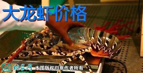 大龙虾价格、大龙虾多少钱一斤2021全国价格表？ - 小龙虾 - 蛇农网