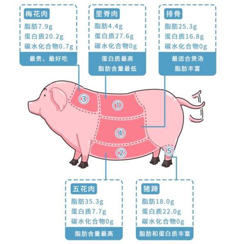 盘点：猪肉20个部位的不同吃法 - 烹饪技巧 - 品口 - pinkou.com