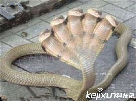 头最多的蛇,最大的蛇一亿米图片,100个头的蛇图片(第4页)_大山谷图库