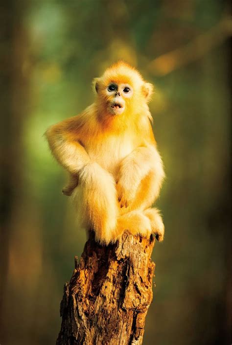 动物科普课堂 第一期 | 最华丽的灵长类——金丝猴