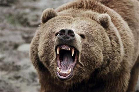 世界最厉害的十大食肉动物，北极熊上榜，第五被誉为丛林之王_排行榜123网