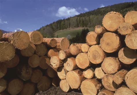 2018年木材加工行业发展现状分析 下游需求旺盛带动行业发展 【批木网】 - 木业头条 - 批木网