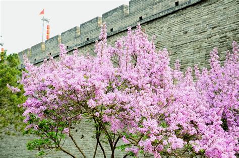丁香的花语是什么?丁香的寓意和象征-花卉百科-中国花木网