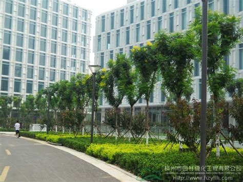 天津空港商务园A区景观绿化工程-成功案例-杭州市园林绿化股份有限公司