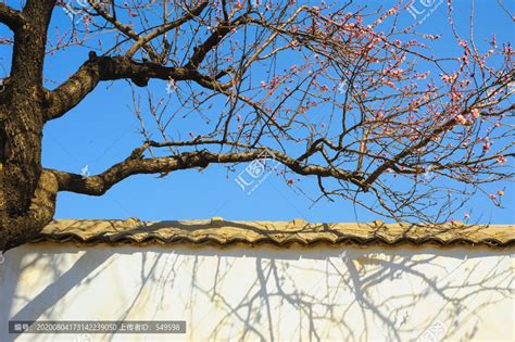 墙头的红杏,树木,植物花草,摄影素材,汇图网www.huitu.com