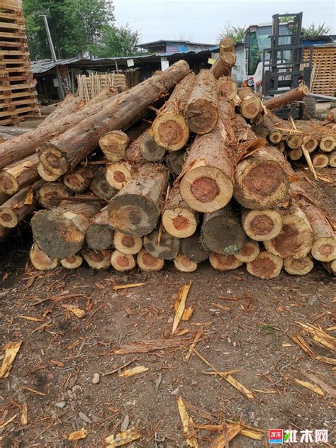 林场直供-本地香杉木材 原木条--板材原木_产品图片信息_中国木材网！