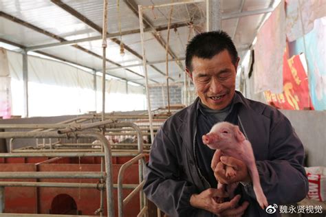深山腊肉王：陕西68岁老农留守大山养土猪，一年做上千头猪的腊肉