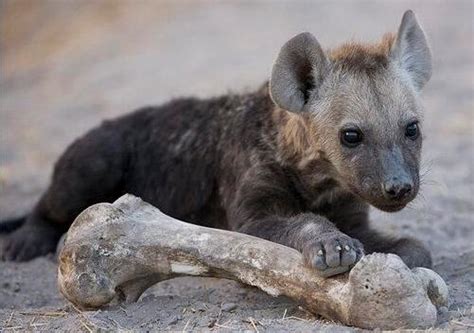斑鬣狗是雌雄同体吗？为什么雌性会长着雄性的生殖器？