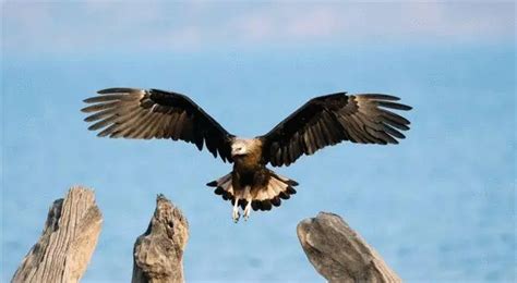 地球上10种最著名的“黑鸟”_黑色_羽毛_鹦鹉