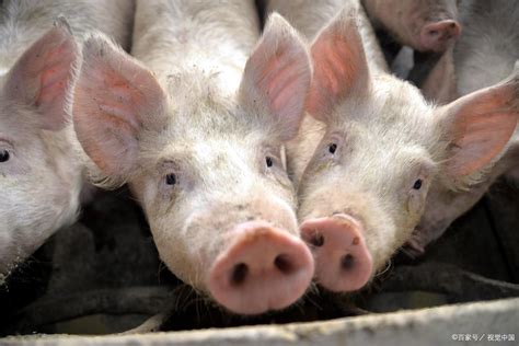 猪价下跌53%,猪肉连续18周下跌,量增价下,猪肉价格“更省心”__财经头条