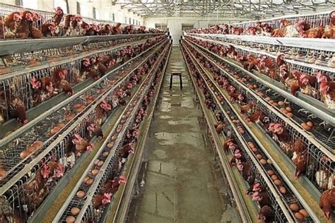 养殖课堂：四种常见的养鸡模式介绍-农技学堂 - 惠农网