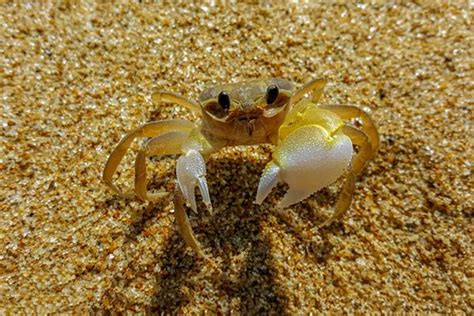 一只在沙滩爬行的大螃蟹插画图片下载-正版图片600114873-摄图网