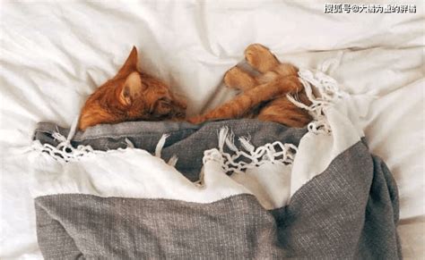 做梦时梦见猫是什么原因（周公解梦是吉是凶）-无忧恋爱
