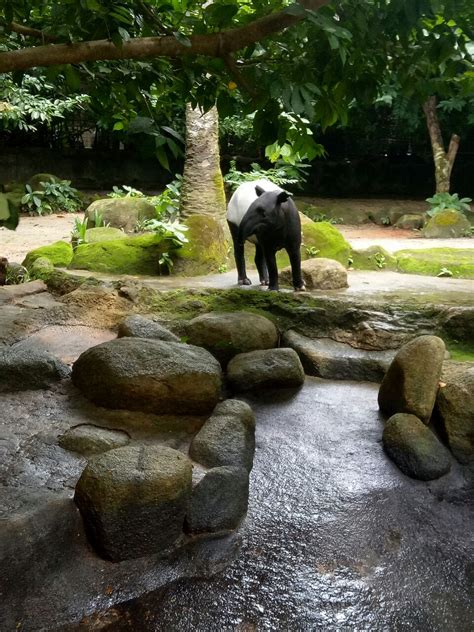 2024武汉动物园游玩攻略,这个动物园的一大特色就是景...【去哪儿攻略】