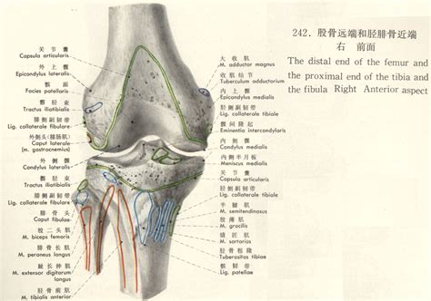股骨远端和胫腓骨近端(骨科图谱)