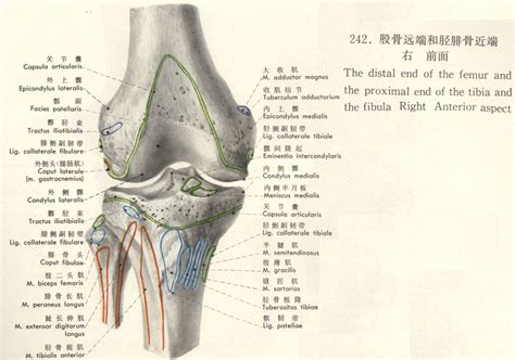 胫骨解剖图图片
