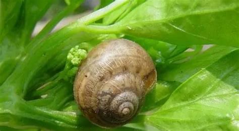 灰巴蜗牛-危害症状和防治方法-农语网