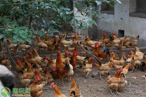 中国土鸡品种排行榜，土鸡的养殖效益怎么样？- 理财技巧_赢家财富网