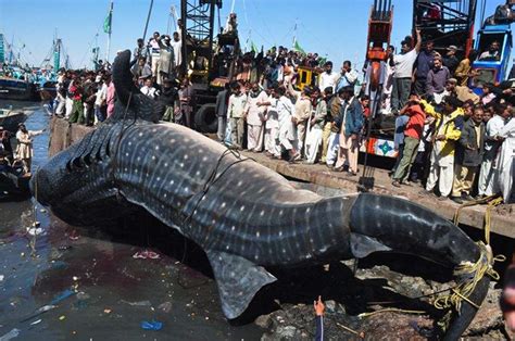 丹麦法罗群岛数百鲸鱼和海豚被捕杀！所望之处触目惊心 - 生男生女帮
