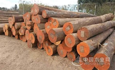 桉木名字和用途解析-中国木业网