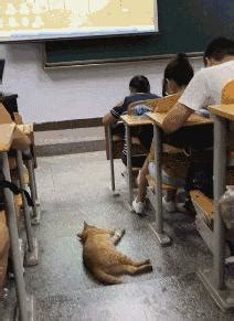 橘猫偷溜进教室在桌上睡觉，老师发现了！结果直接被扔出去了|猫咪|教室|老师_新浪新闻