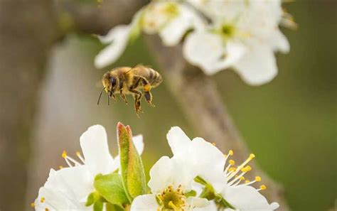 蜜蜂为什么要采蜜、酿蜜 - 神农千馐