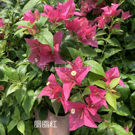 粉红色三角梅,花卉,植物花草,摄影,汇图网www.huitu.com
