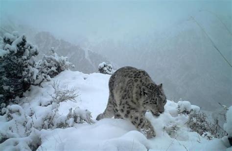 中国雪豹保护：从“雪山隐士”到“云养网红”_凤凰网