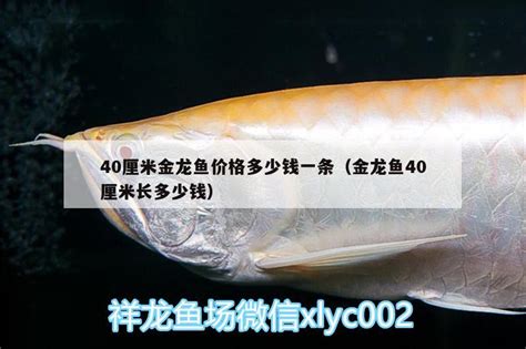40厘米金龙鱼价格多少钱一条（金龙鱼40厘米长多少钱） - 水温计 - 广州观赏鱼批发市场