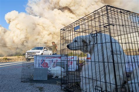 加州72小时遭上万次雷击引发火灾 农场动物被转移