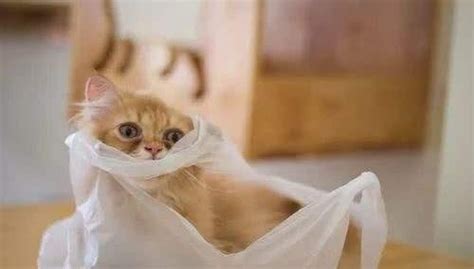 猫咪为什么喜欢舔塑料袋？除了是爱好，还因为它“生病”了！