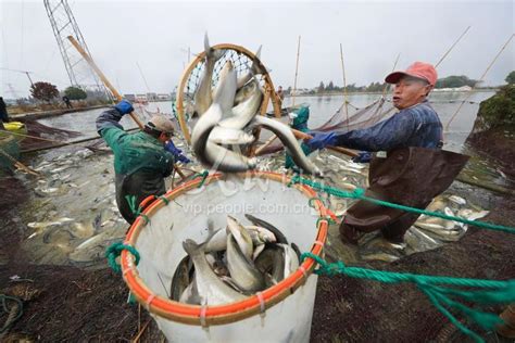 生态养殖 渔民增收 - 产业兴乡 - 乡村振兴 - 华声在线