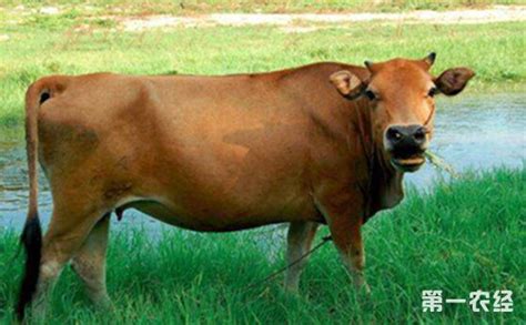 安徽阜阳推广“牛脸识别”技术 为肉牛进行投保 - 地方动态 - 第一农经网