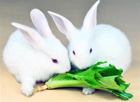 养兔的方法和技巧(养殖兔子有哪些技术)_金纳莱网