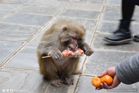 黔灵山喂猴子吃食物摄影图__野生动物_生物世界_摄影图库_昵图网nipic.com