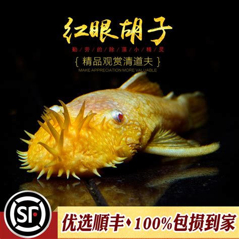胡子鲇-江西水产经济动物-图片