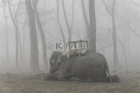 躺着的驯养大象高清摄影大图-千库网