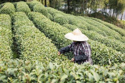 贵州黎平县地坪镇一亩茶叶养一个娃_乡村干部报网
