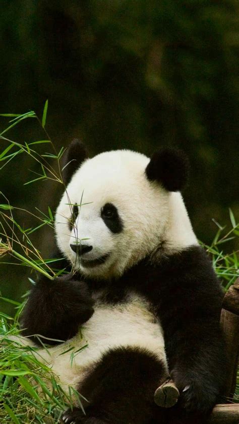 为什么和花大熊猫这么可爱？ - 知乎