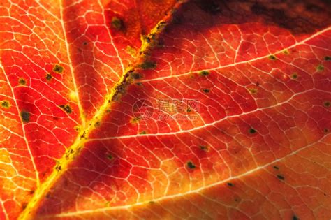 特写秋天红色橙绿木板树叶在太阳背景下发光的极端宏观纹理视图鼓舞人心的自然10月或9月壁纸高清图片下载-正版图片506193865-摄图网