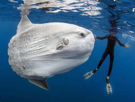 盘点世界上钓到的最大的鱼[9] - 雪炭网
