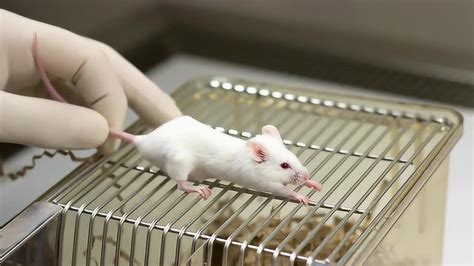 转基因大（小）鼠定制 - 威斯腾生物 原代培养，细胞敲除，模式动物，专业服务！