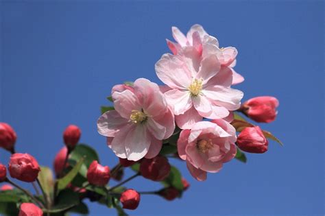 海棠花的象征寓意 海棠花的花语-绿宝园林网