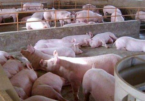 今日江苏生猪价格表：2022年12月14日江苏省今日猪价毛猪价 - 畜小牧养殖网