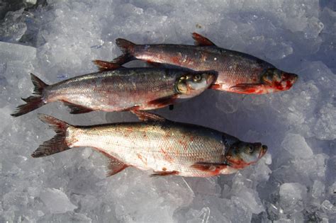 东北大白鱼产地批发，冷冻大白鱼供应商，冰鲜大白鱼经销商 黑龙江佳木斯-食品商务网