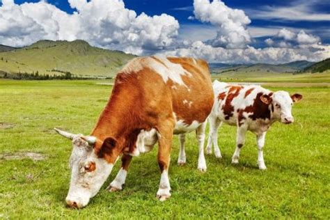 牛的寿命最长多少年 —【发财农业网】