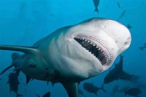 虎头鲨和蓝鲨的区别,蓝鲨和虎鲨的区别图片,虎头鲨能长_大山谷图库