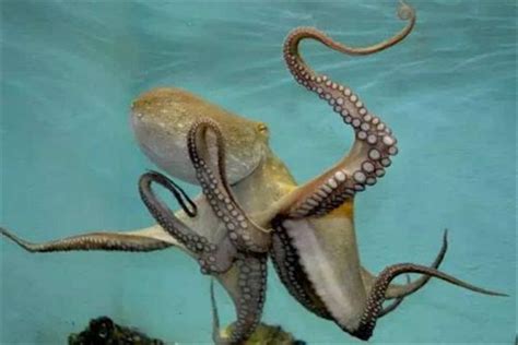 为什么说章鱼是四维的 章鱼是四维生物有科学依据吗_探秘志